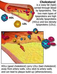 cholesterol